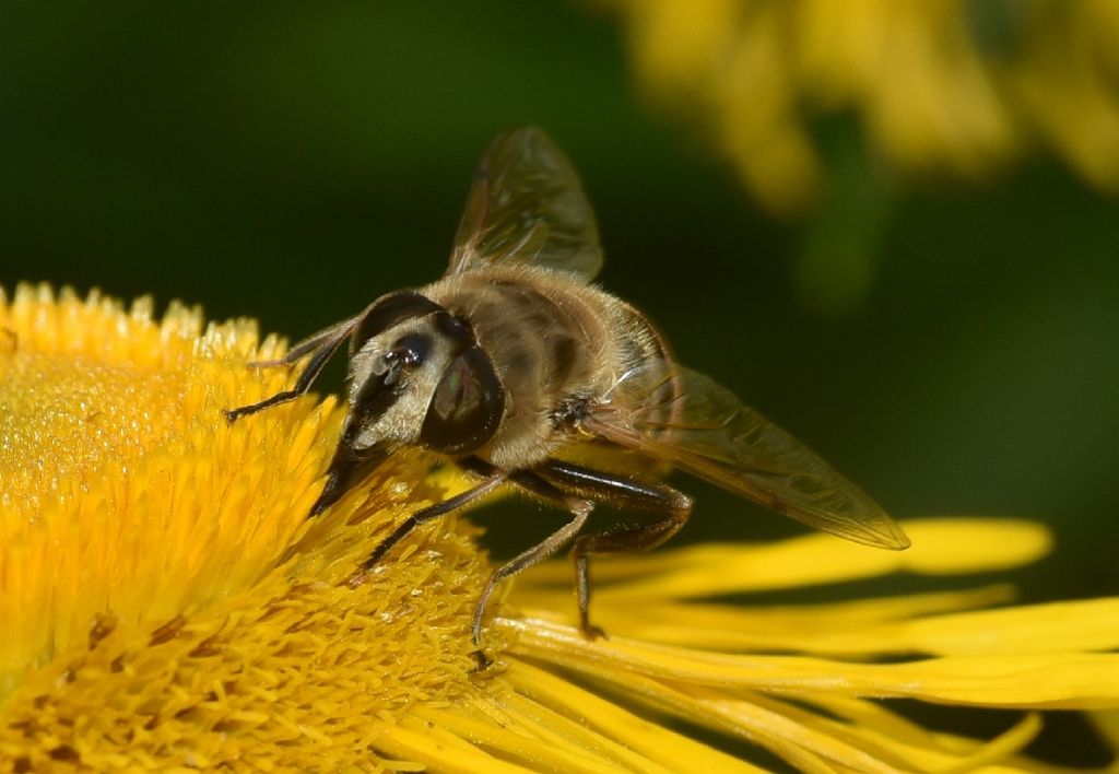 Eristalis tenax, femmina (Syrphidae)